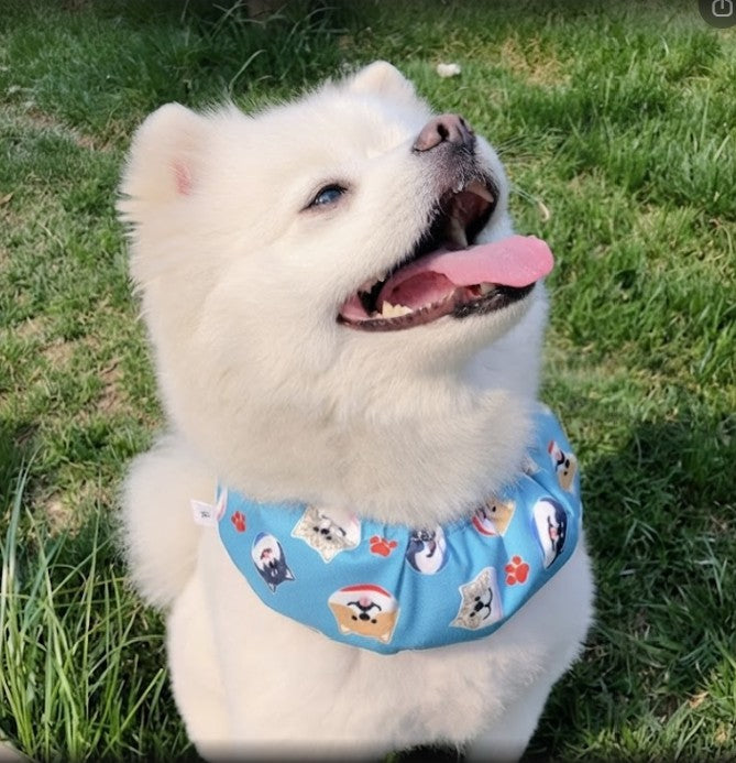 Cooling Ice Scarf for Dogs in Summer