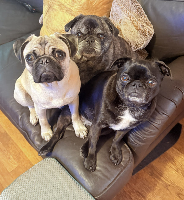 Pug Grumble! Mogwai, Gizmo and Yazhu